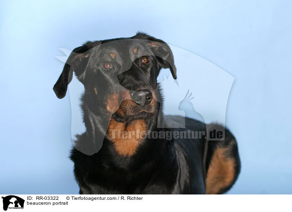 Beauceron im Portrait / beauceron portrait / RR-03322