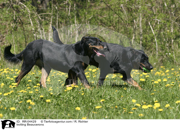 trotting Beaucerons / RR-04429