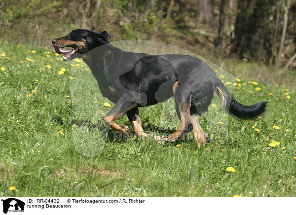 rennender / running Beauceron / RR-04432