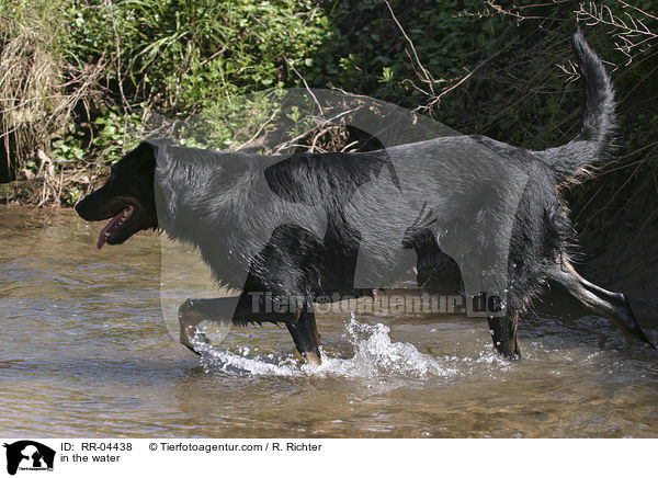 Beauceron im Wasser / in the water / RR-04438