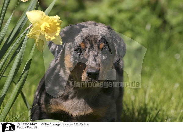 Puppy Portrait / RR-04447