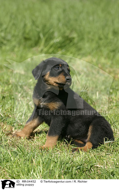 sitting puppy / RR-04452