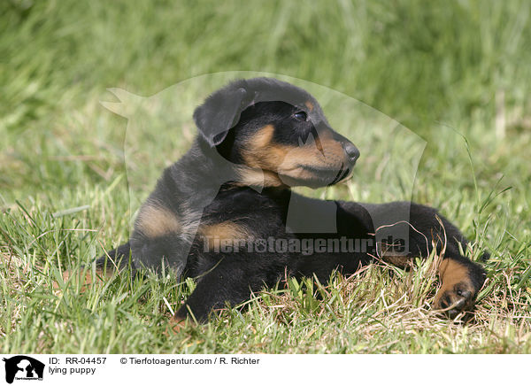 lying puppy / RR-04457