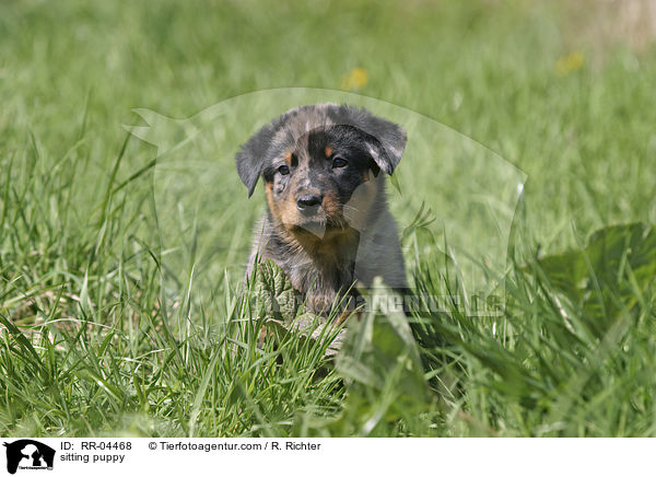 sitting puppy / RR-04468
