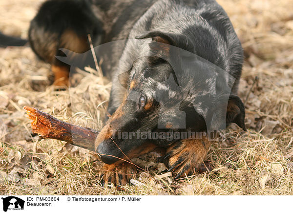 Beauceron / Beauceron / PM-03604