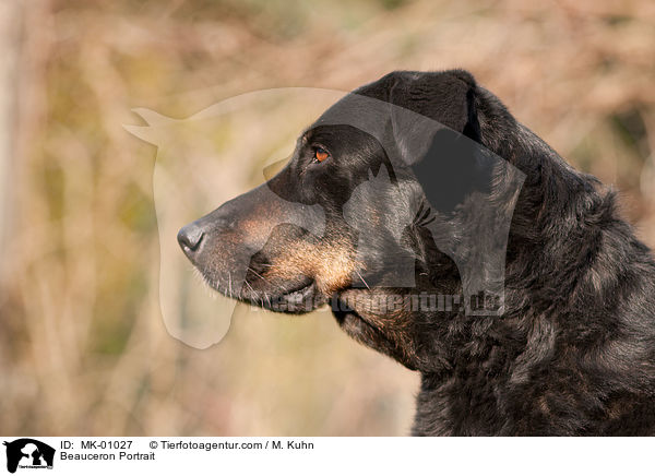 Beauceron Portrait / Beauceron Portrait / MK-01027