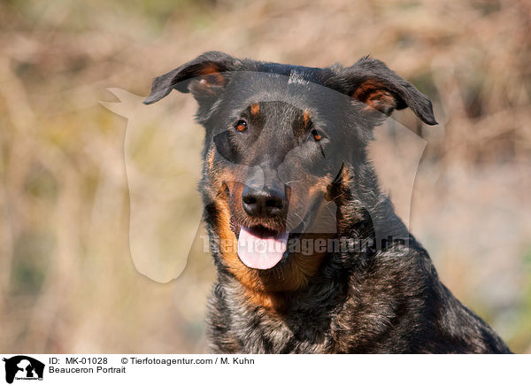 Beauceron Portrait / Beauceron Portrait / MK-01028
