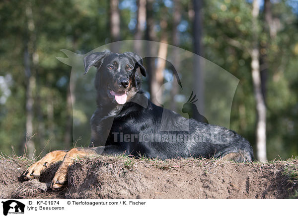 liegender Beauceron / lying Beauceron / KF-01974