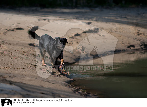 rennender Beauceron / running Beauceron / KF-01987