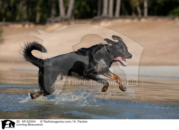 running Beauceron / KF-02004