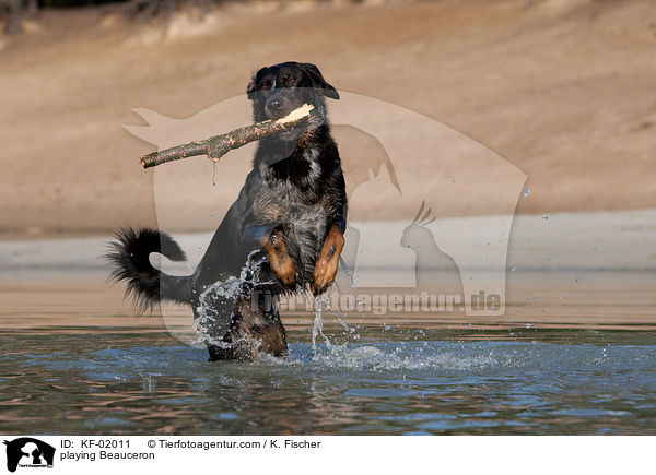 spielender Beauceron / playing Beauceron / KF-02011