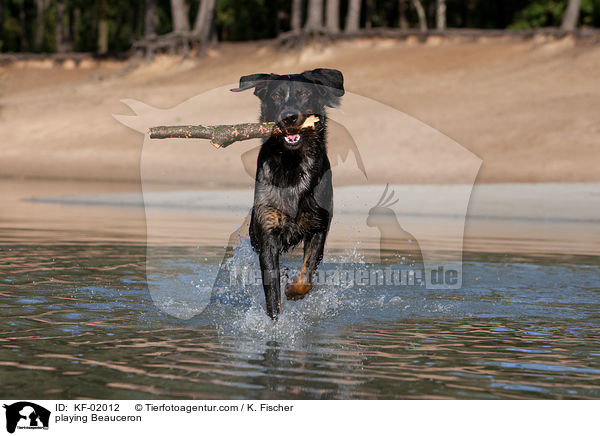 spielender Beauceron / playing Beauceron / KF-02012
