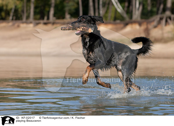 spielender Beauceron / playing Beauceron / KF-02017