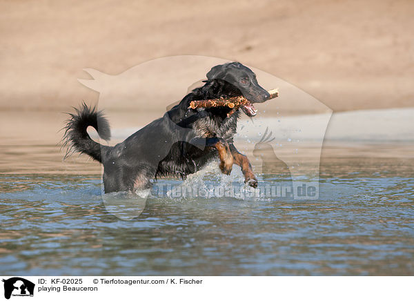 spielender Beauceron / playing Beauceron / KF-02025