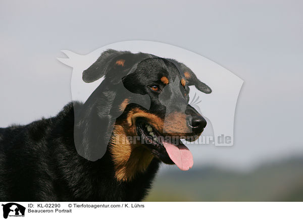 Beauceron Portrait / Beauceron Portrait / KL-02290