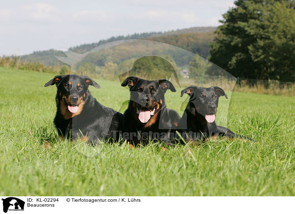 Beaucerons / Beaucerons / KL-02294