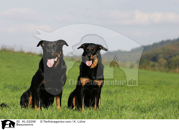 Beaucerons / Beaucerons / KL-02298