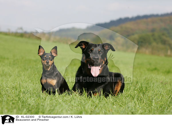 Beauceron und Pinscher / Beauceron and Pinscher / KL-02300