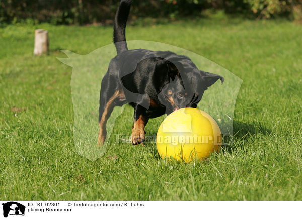 spielender Beauceron / playing Beauceron / KL-02301