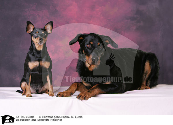 Beauceron und Zwergpinscher / Beauceron and Miniature Pinscher / KL-02886
