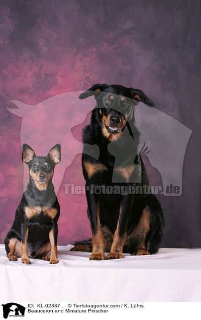 Beauceron and Miniature Pinscher / KL-02887