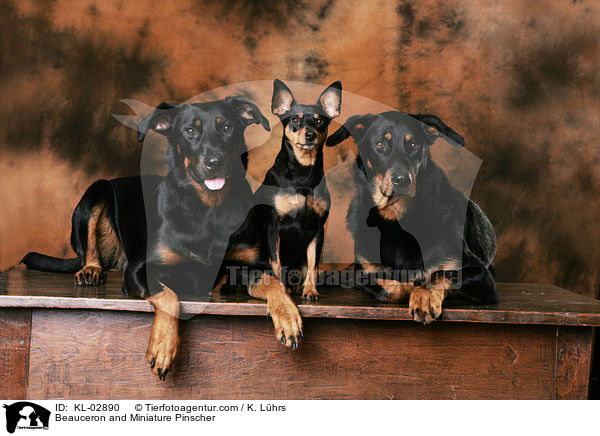 Beauceron and Miniature Pinscher / KL-02890