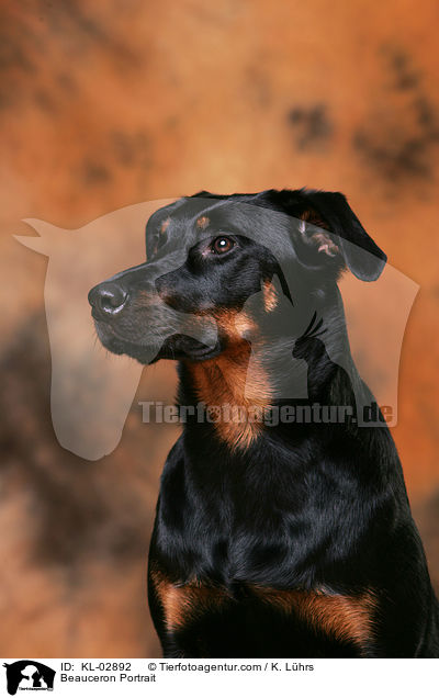 Beauceron Portrait / Beauceron Portrait / KL-02892