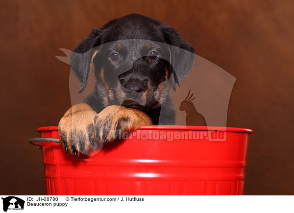 Beauceron Welpe / Beauceron puppy / JH-08780