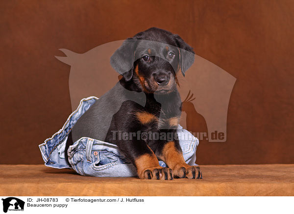 Beauceron Welpe / Beauceron puppy / JH-08783