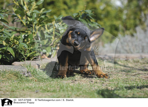 Beauceron Welpe / Beauceron Puppy / SST-07988