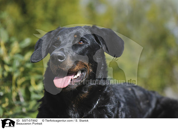 Beauceron Portrait / Beauceron Portrait / SST-07992