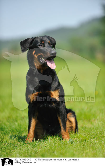 sitzender Beauceron / sitting Beauceron / YJ-03046