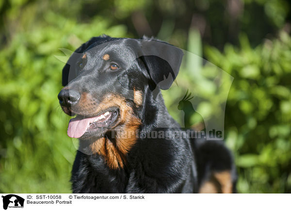 Beauceronb Portrait / Beauceronb Portrait / SST-10058