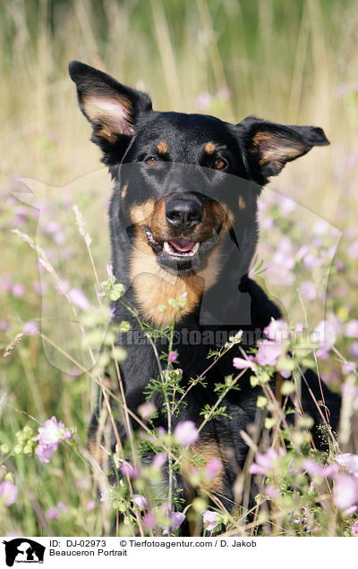 Beauceron Portrait / Beauceron Portrait / DJ-02973