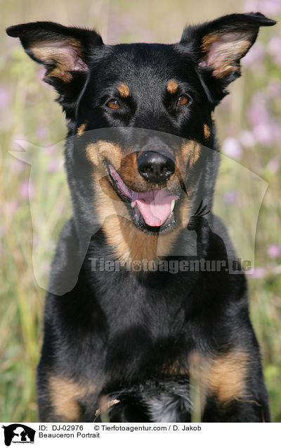 Beauceron Portrait / Beauceron Portrait / DJ-02976
