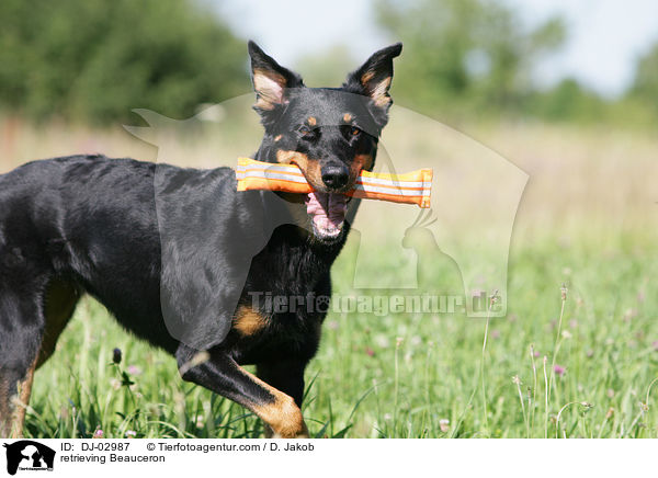 apportierender Beauceron / retrieving Beauceron / DJ-02987