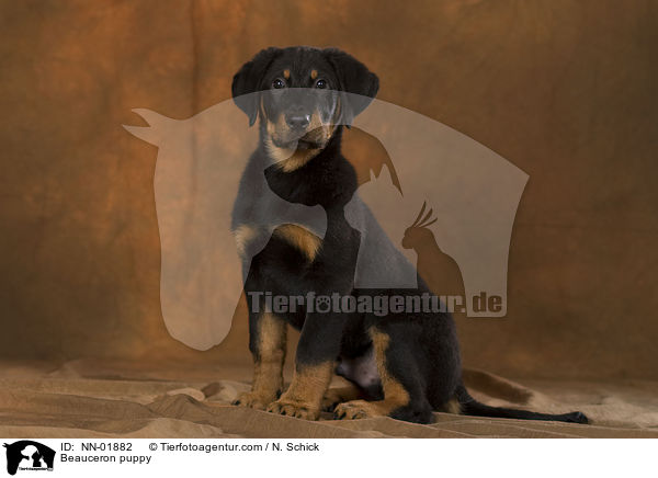Beauceron Welpe / Beauceron puppy / NN-01882