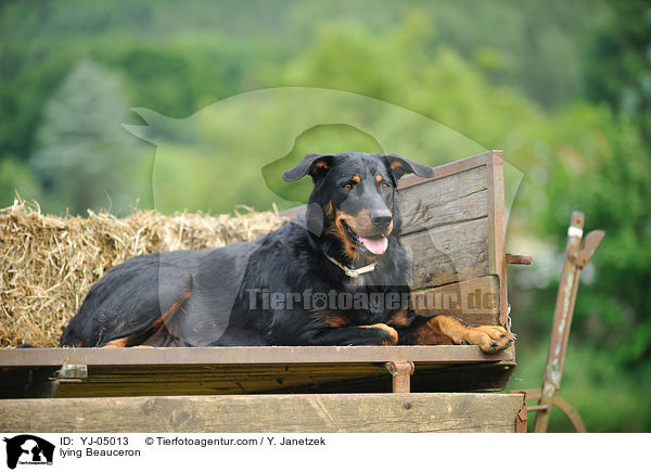 liegender Beauceron / lying Beauceron / YJ-05013