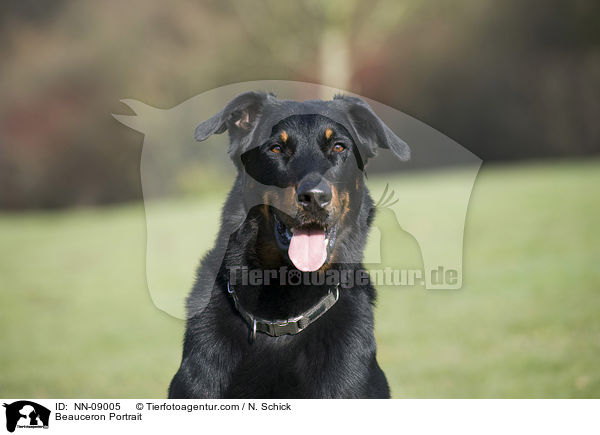 Beauceron Portrait / Beauceron Portrait / NN-09005