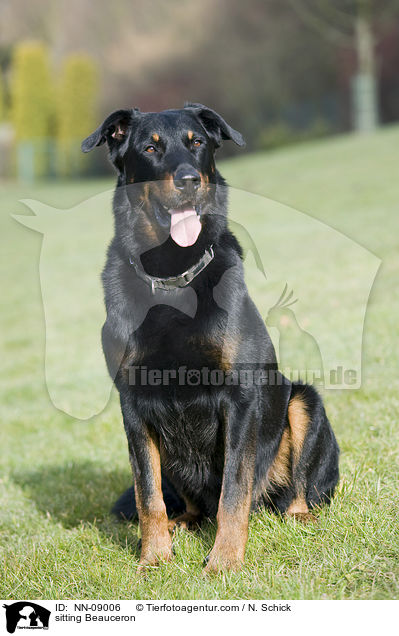 sitzender Beauceron / sitting Beauceron / NN-09006
