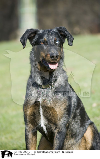 Beauceron Portrait / Beauceron Portrait / NN-09010