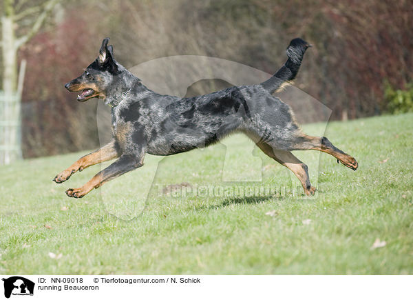 rennender Beauceron / running Beauceron / NN-09018