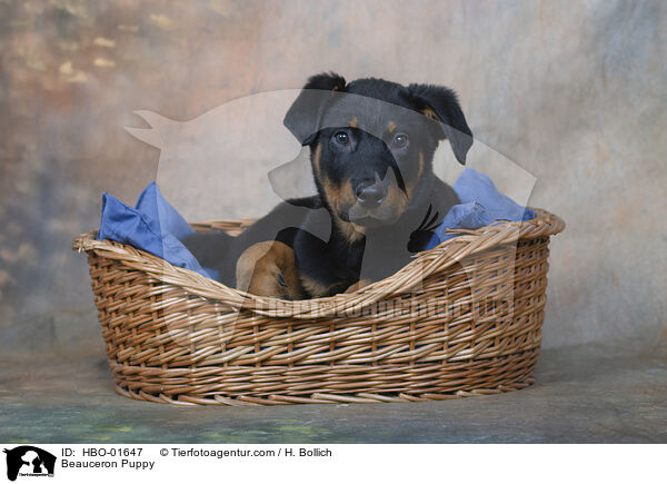 Beauceron  Welpe / Beauceron Puppy / HBO-01647