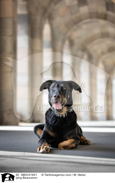 liegender Beauceron / lying Beauceron / MAH-01941