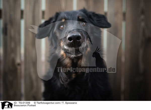 Beauceron Portrait / Beauceron Portrait / TS-01399