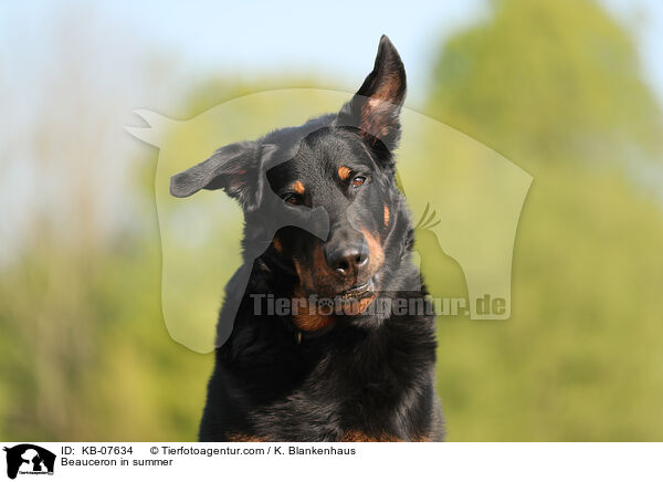 Beauceron im Sommer / Beauceron in summer / KB-07634