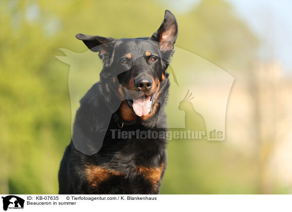 Beauceron im Sommer / Beauceron in summer / KB-07635
