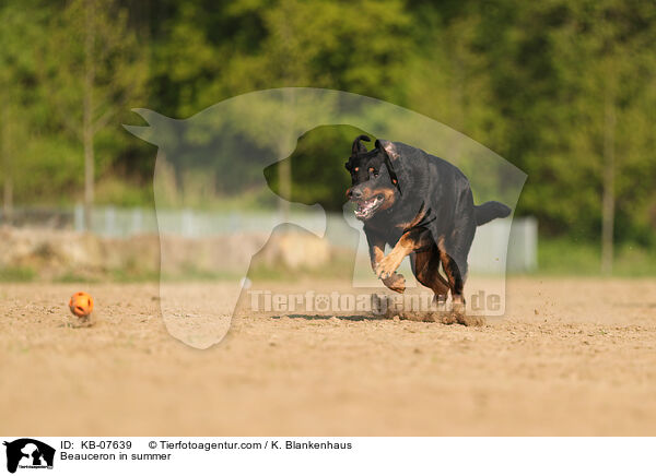 Beauceron im Sommer / Beauceron in summer / KB-07639