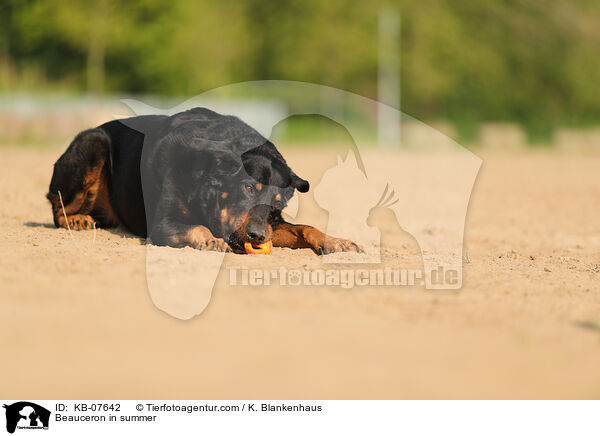 Beauceron im Sommer / Beauceron in summer / KB-07642