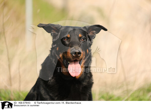 Beauceron im Sommer / Beauceron in summer / KB-07643